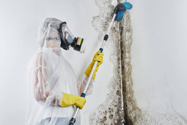 Best Professional Mold Removal  in Neffs, OH