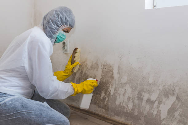 Best Toxic Mold Removal  in Neffs, OH