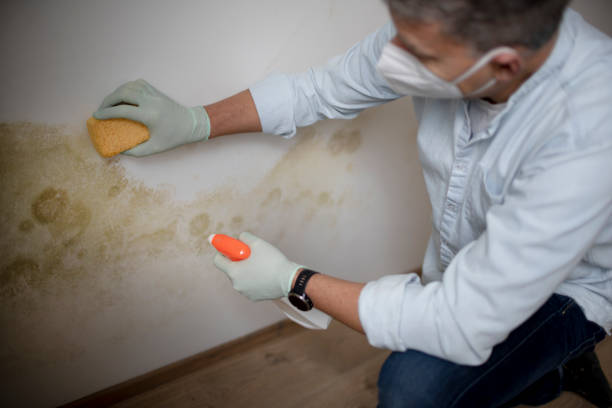 Best Mold Removal Company Near Me  in Neffs, OH