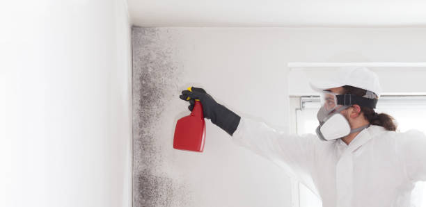 Best Best Mold Removal Companies  in Neffs, OH