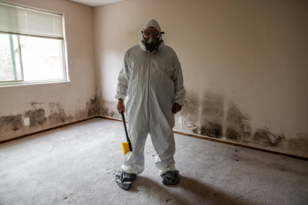 Best Local Mold Removal Service  in Neffs, OH