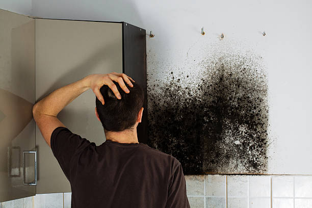 Best Mold Removal Process  in Neffs, OH